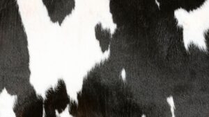 cow print wallpaper aesthetic