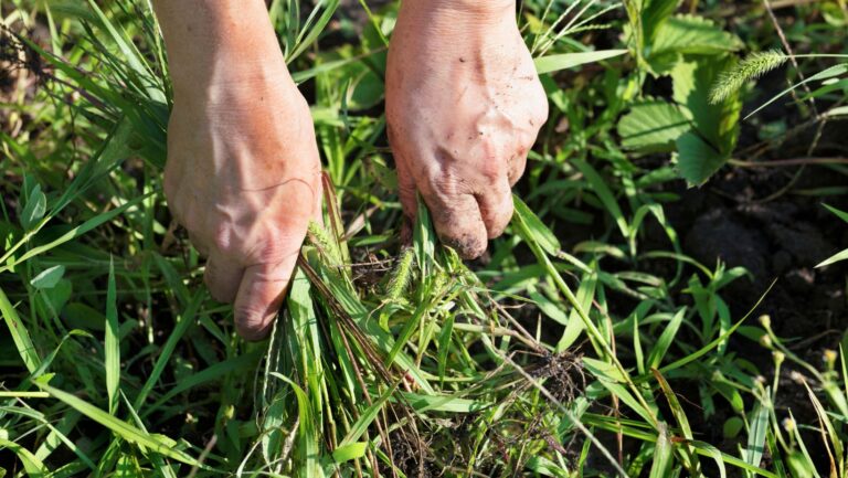 Resolute 65 WG: A Reliable, Budget-Friendly Solution for Weed Prevention Image1