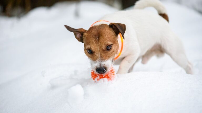 The Ultimate Guide to LED Dog Collars: Safety, Styles, and Benefits