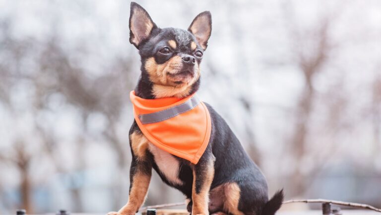 Boost Your Pet Business Creatively with Custom Pet Bandanas Image3