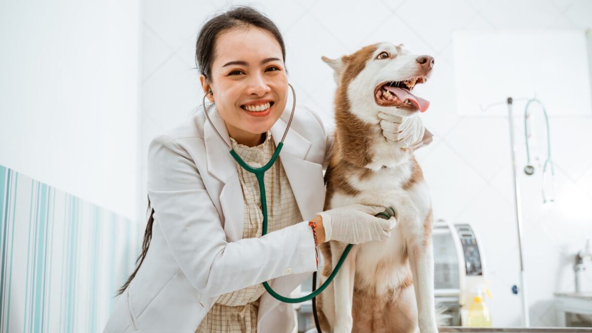 How to Keep Your Dog’s Joints Healthy and Pain-Free Image2