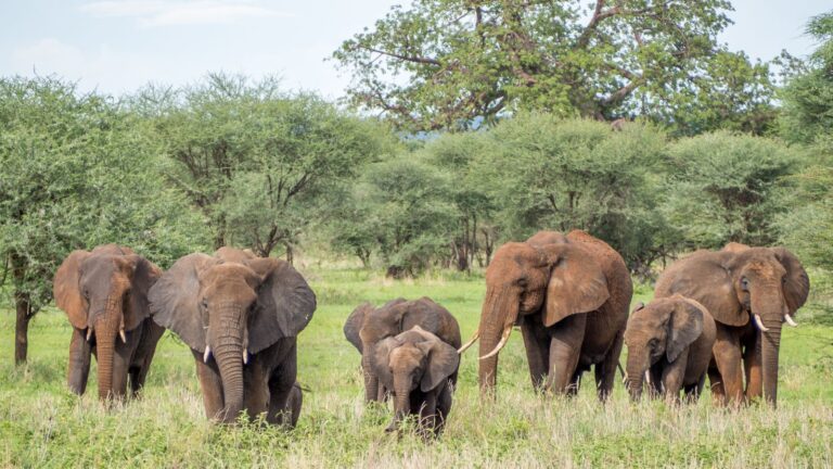 Three National Parks, One Adventure: Discovering Tarangire, Manyara & Ngorongoro